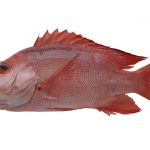 Red Snapper: Beyond the Plate, A Dive into Deliciousness
